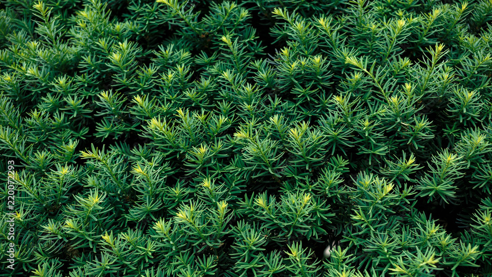 background of green leaves background of green leaves