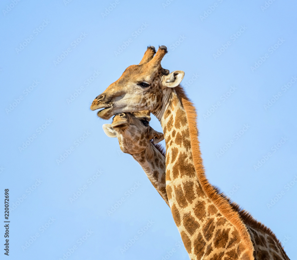 Obraz premium Giraffe Pair Portrait