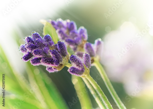 Lavender flowers in early morning macro shot