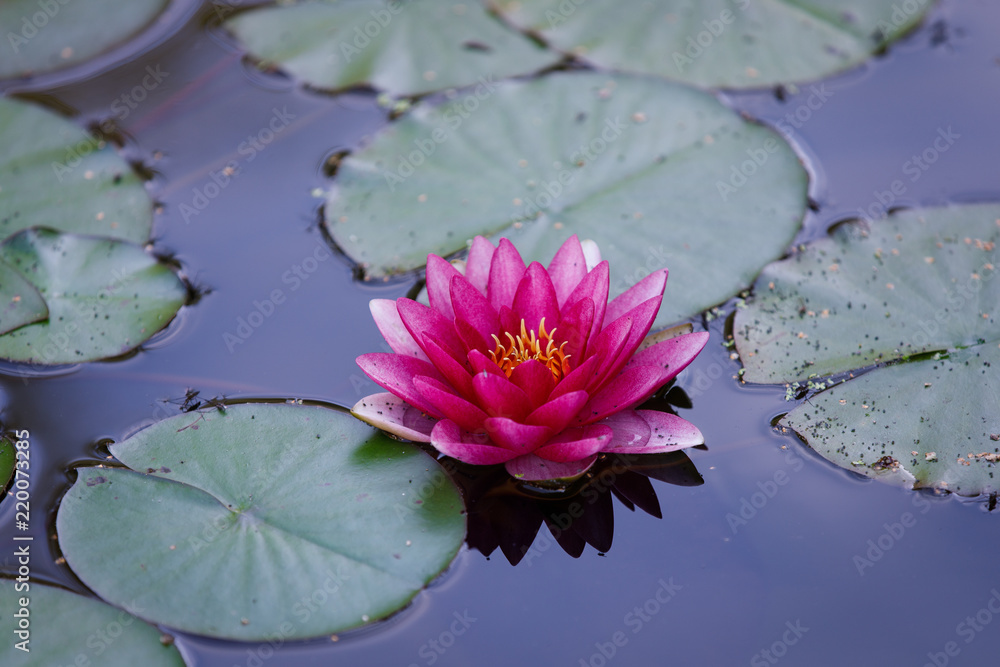 Pink water lily
