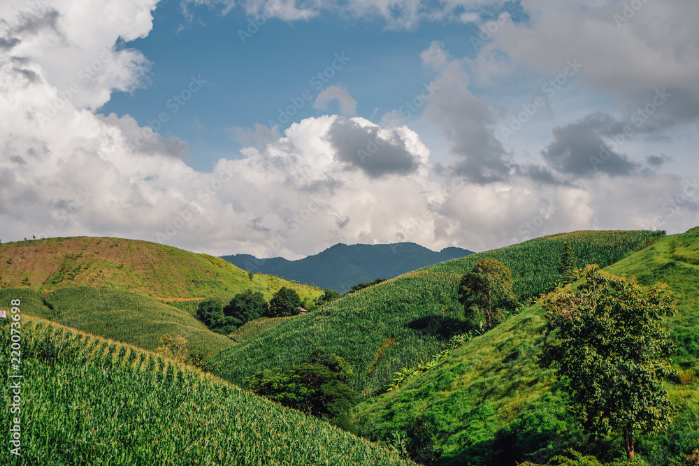 Corn field planted on the mountain. Corn field planted on the mountain.