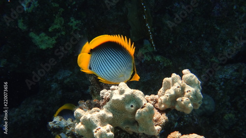 fish, underwater, coral, 