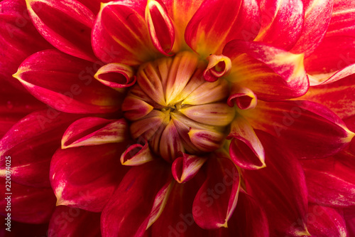 Fototapeta Naklejka Na Ścianę i Meble -  Red dahlia flower isolated on white background