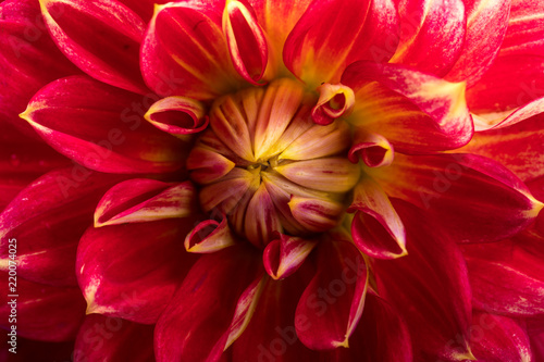 Red dahlia flower isolated on white background