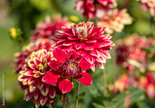 Fototapeta Naklejka Na Ścianę i Meble -  Close-up of blooming red Dahlia flower in  garden
