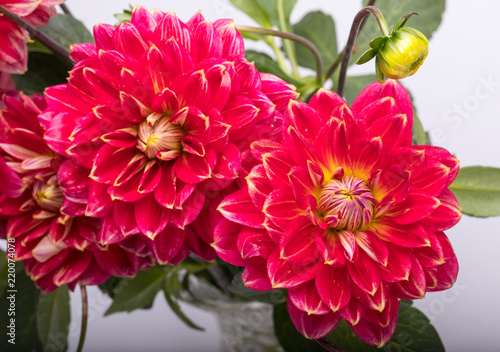 Fototapeta Naklejka Na Ścianę i Meble -  Red dahlia flower isolated on white background