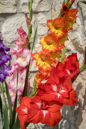 Fototapeta Naklejka Na Ścianę i Meble -  Head of  gladiolus flower against the background of a limestone wall