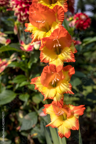 Fototapeta Naklejka Na Ścianę i Meble -  Head of  gladiolus flower in summer garden