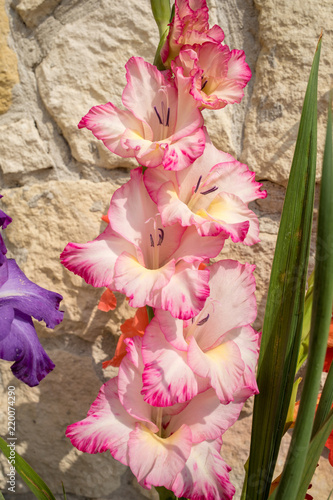 Fototapeta Naklejka Na Ścianę i Meble -  Head of  gladiolus flower against the background of a limestone wall
