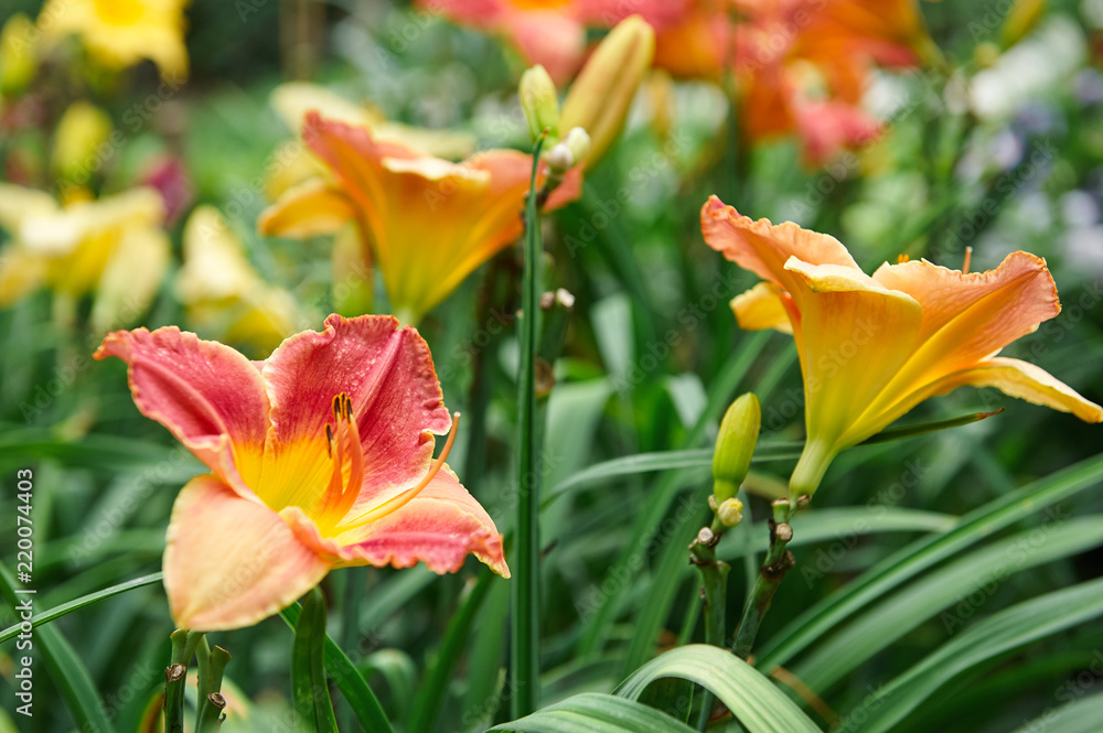 lily with shades of red and yellow against a bright green background lily with shades of red and yellow against a bright green background