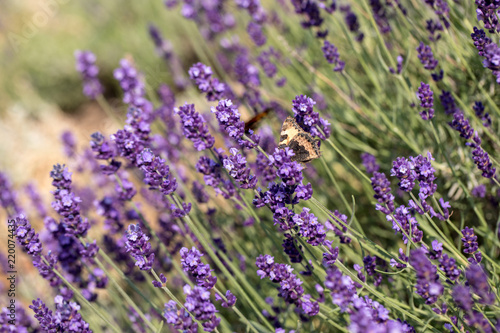 Fototapeta Naklejka Na Ścianę i Meble -   the blooming lavender flowers in Provence, near Sault, France