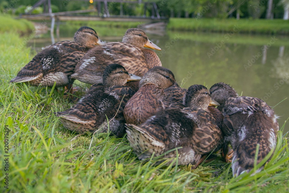 Six young mallard ducks are sleeping together Six young mallard ducks are sleeping together