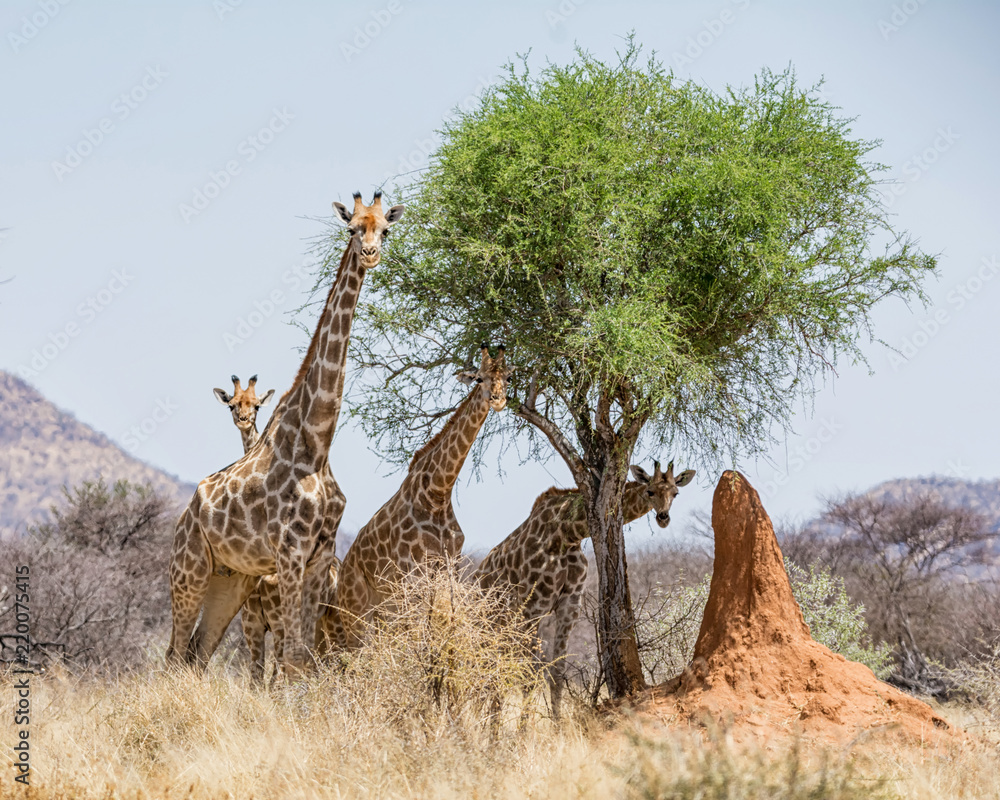 Fototapeta premium Giraffes