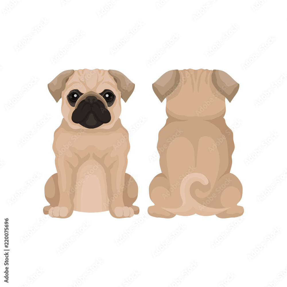 Flat vector illustration of funny pug puppy, front and back view. Small domestic dog with round head, short muzzle and curled tail