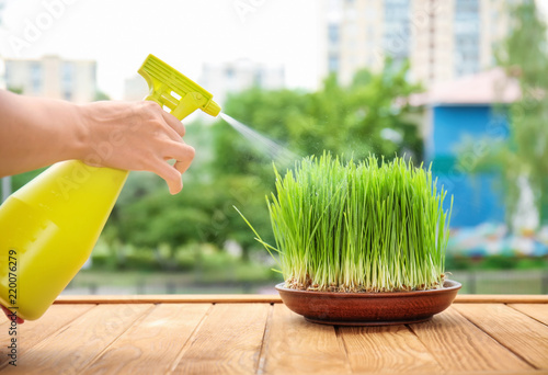 Hand spraying fresh green w...