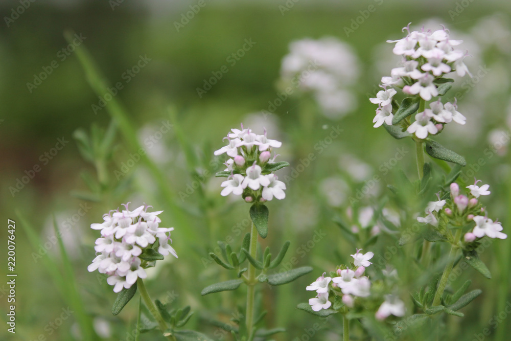 Thyme Blossom Thyme Blossom