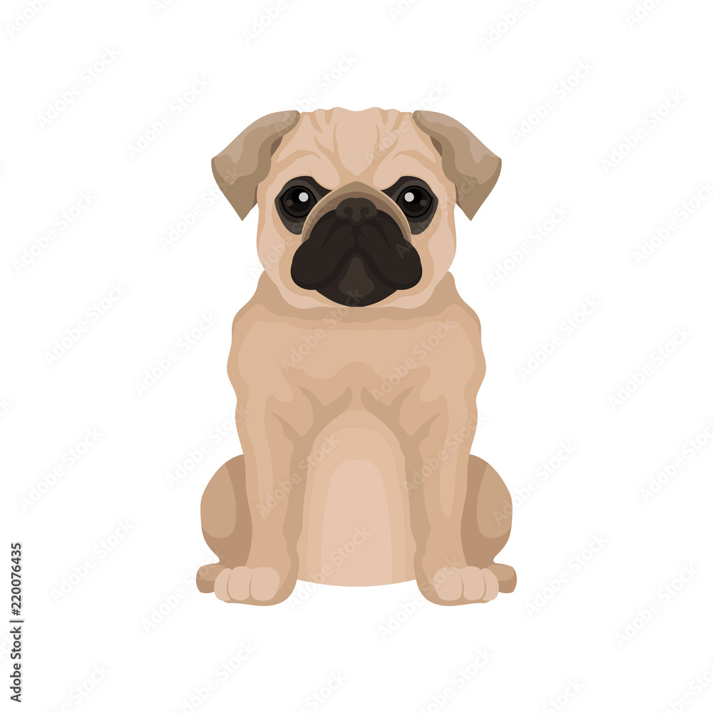 Flat vector icon of cute pug puppy. Small domestic dog with round head and short muzzle. Element for poster or banner of pet store