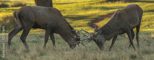 Rutting stags