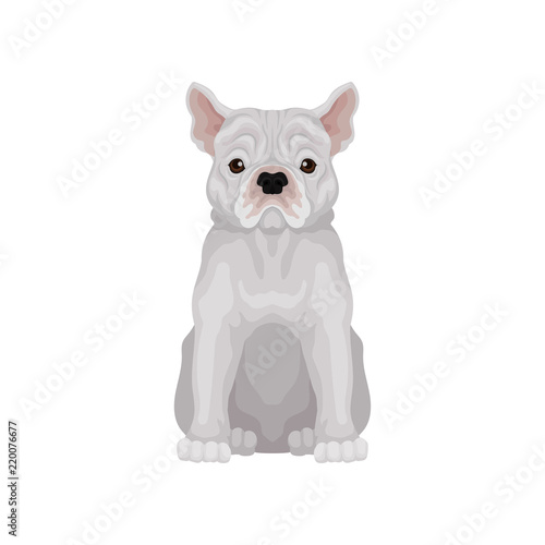 Adorable sitting french bulldog. Small breed of domestic dog. Human s best friend. Flat vector for t-shirt print or poster of pet clinic