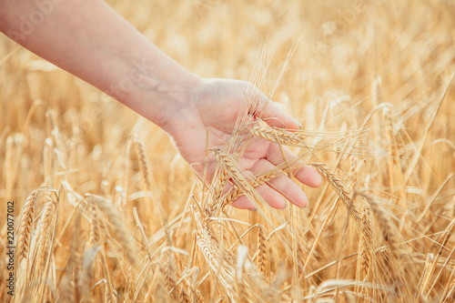  Female hand touching wheat spikelets.