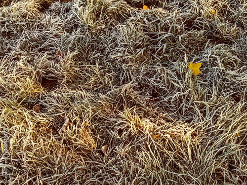 grass, nature, straw
