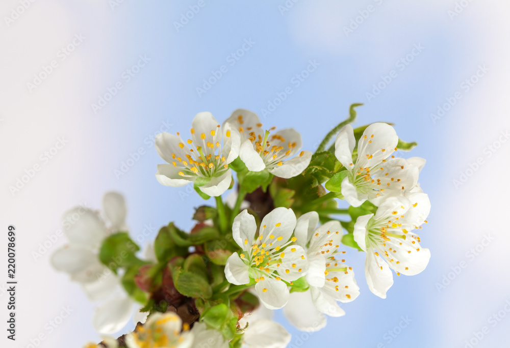 Fototapeta premium Spring blossom on cherry twig