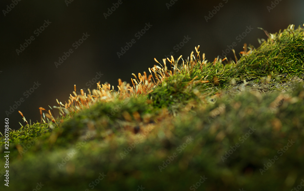 Moss with dry sporophyte Moss with dry sporophyte