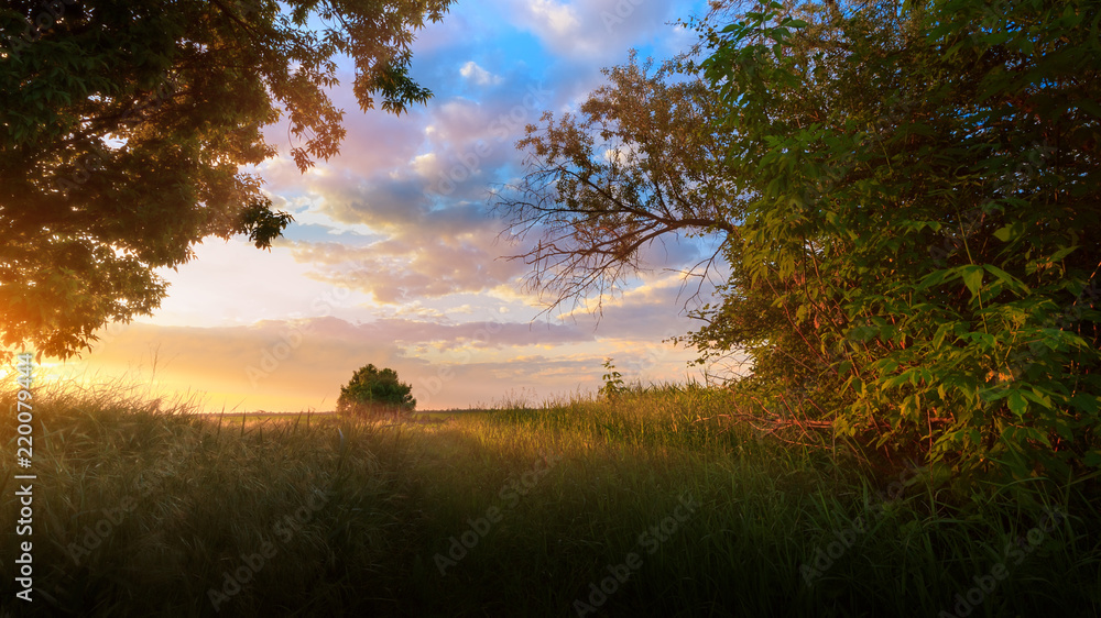 Fototapeta premium exit the forest to the field, the sun at sunset / bright scenery out of the city Ukraine