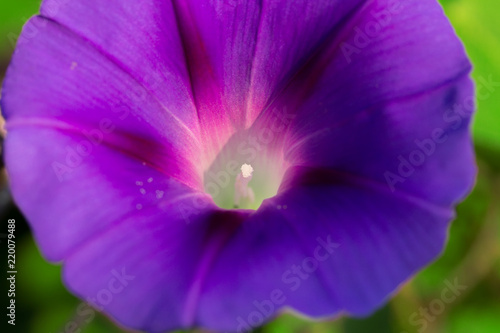 purple bell flower   bright macro flower photo small depth