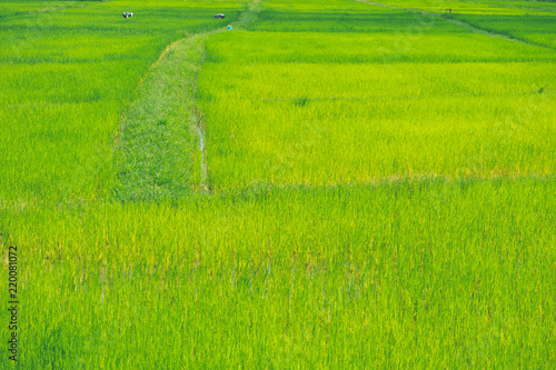 Rice field thailand green rice farm and asian farmer in rainy season.