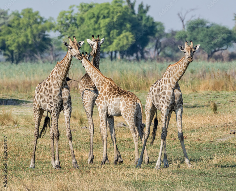 Fototapeta premium Giraffes Drinking