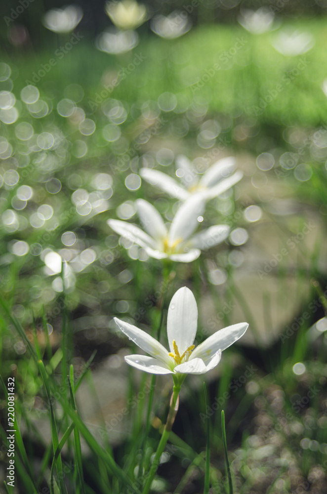 Fototapeta premium fairy lily in rain bokeh bright 