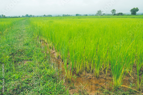 Rice field thailand green rice farm and asian farmer in rainy season.