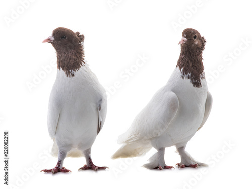 two white doves isolated