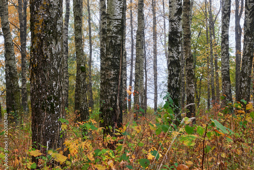Fototapeta Naklejka Na Ścianę i Meble -  There are many yellow leaves in the woods, autumn.