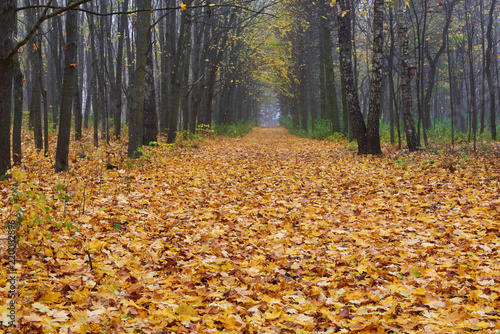 There are many yellow leaves in the woods  autumn.