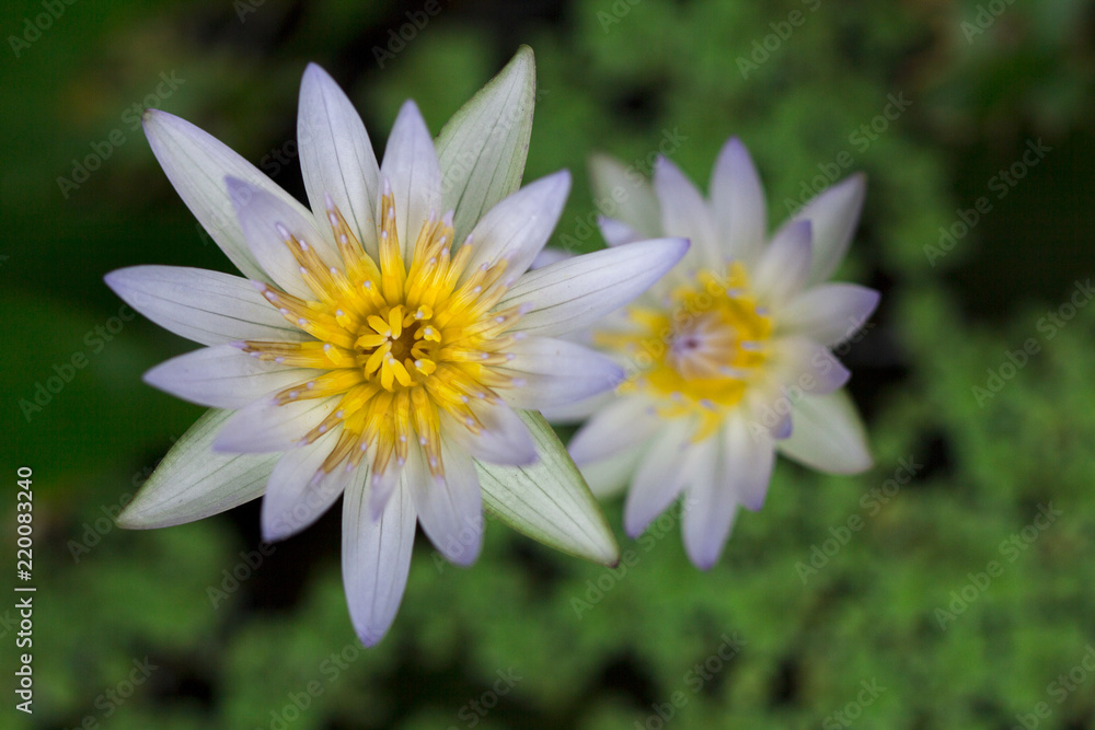 beautiful White Lotus Flower with green leaf in pond beautiful White Lotus Flower with green leaf in pond