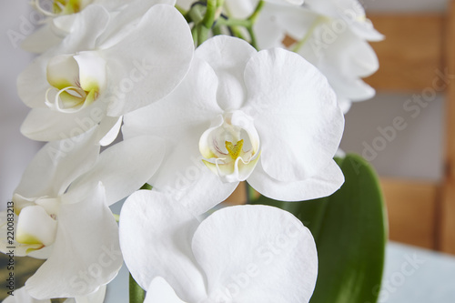 Fototapeta Naklejka Na Ścianę i Meble -  White Phalaenopsis