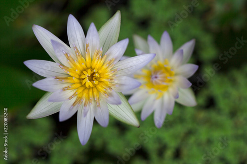 beautiful White Lotus Flower with green leaf in pond