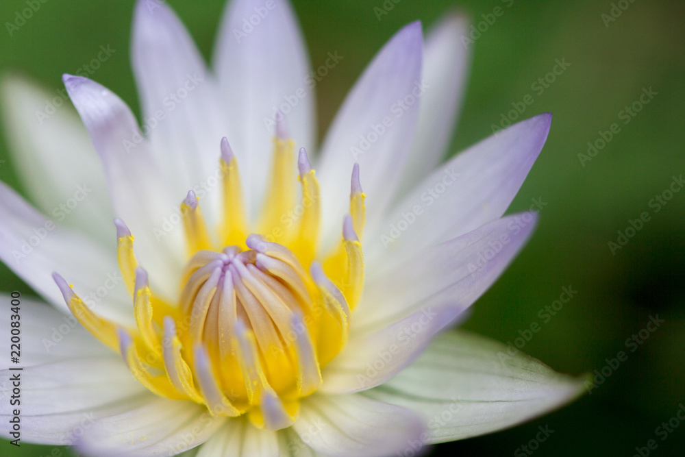 Close-up of White Lotus Flower with green leaf in pond Close-up of White Lotus Flower with green leaf in pond