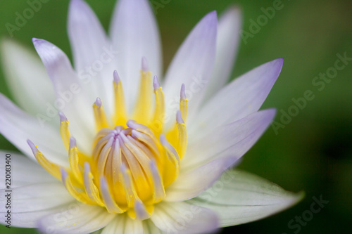 Close-up of White Lotus Flower with green leaf in pond