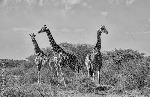 Photography Giraffe Group