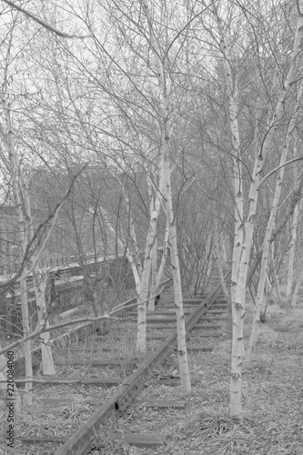 A group of trees living on a railway line