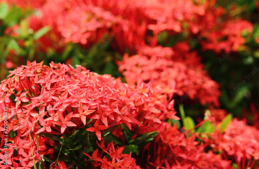 beautiful red spike flower in fresh nature beautiful red spike flower in fresh nature