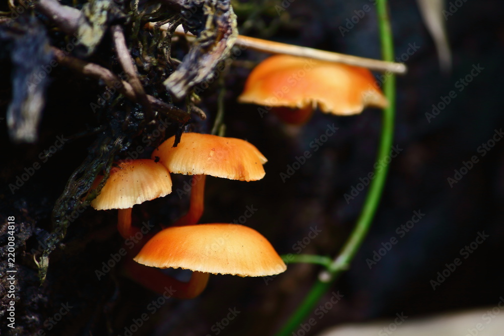 mushroom herb and vegetarian in fresh forest