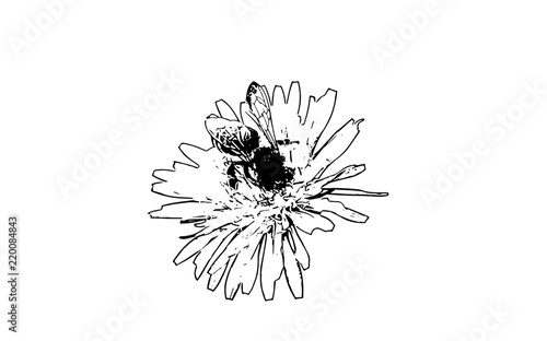 Bee on flower vector illustration