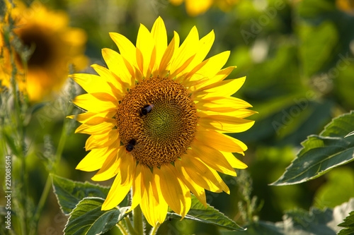Fototapeta Naklejka Na Ścianę i Meble -  Sonnenblume_5677