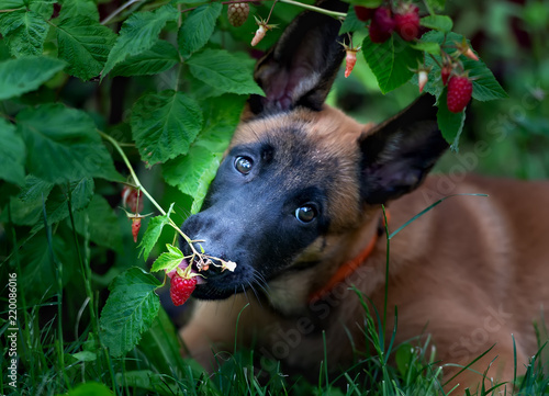 Malinois puppy eating raspberries close-up