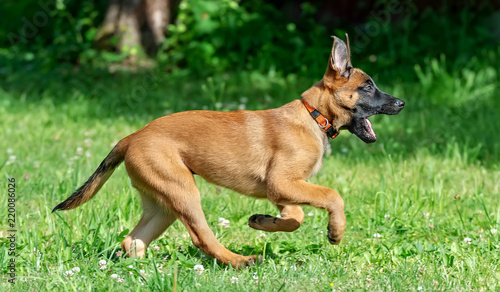 Running malinois puppy © Юлия Мальсагова