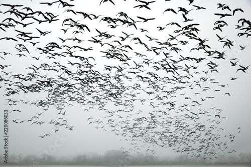 a flock of birds in the fog